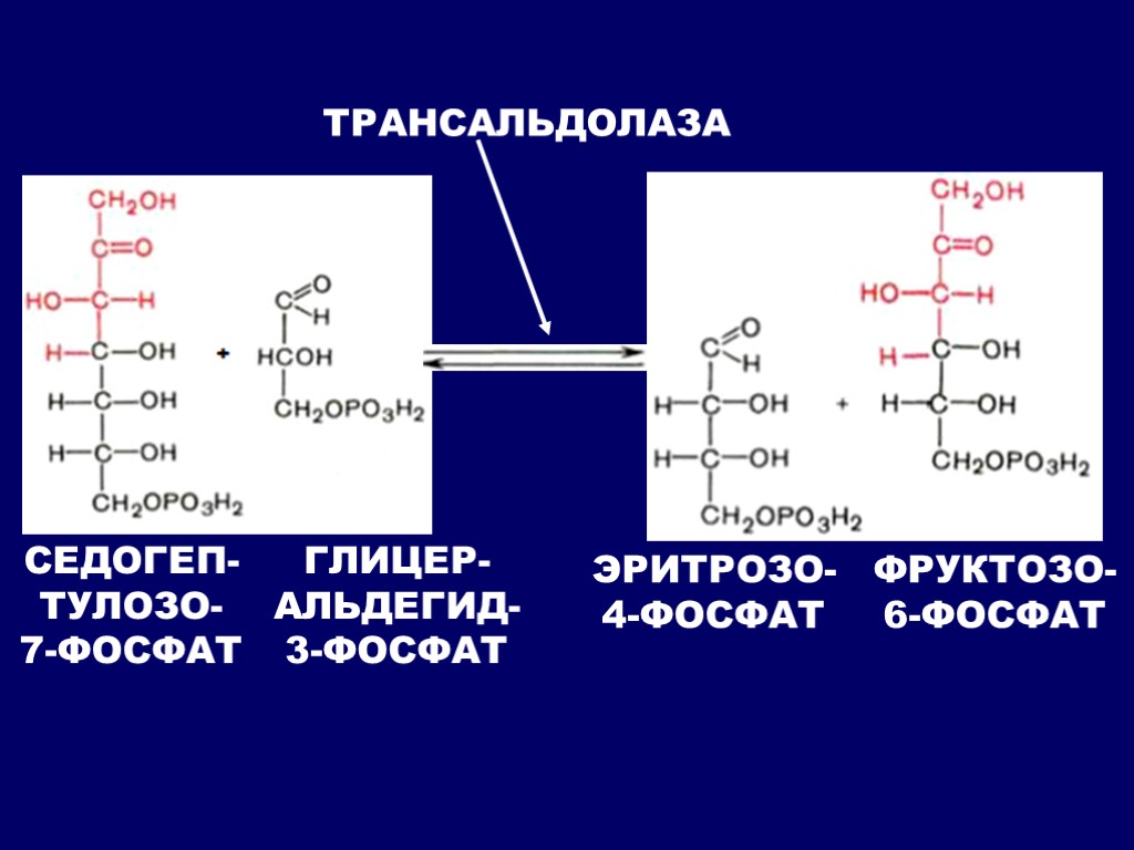 Гликогенолиз биохимия схема